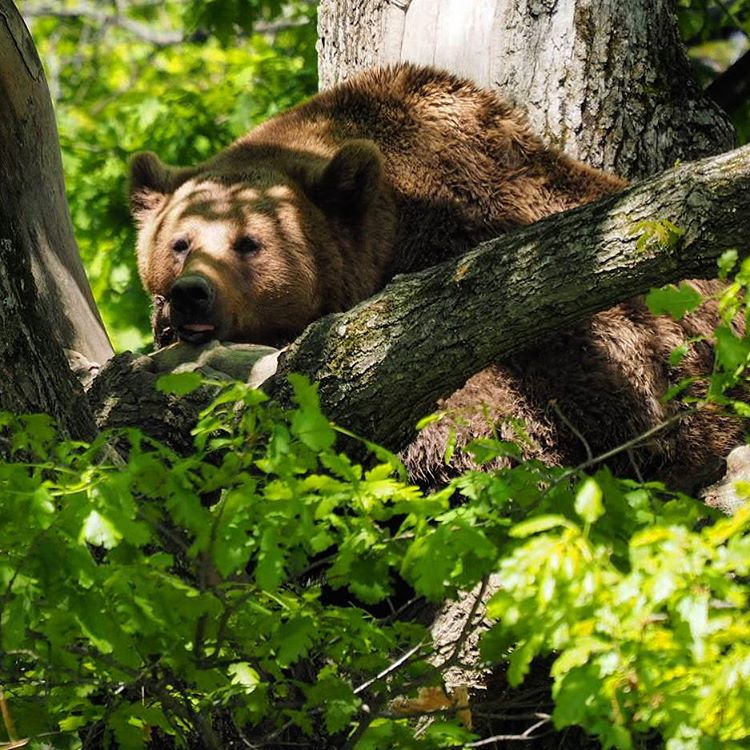 Animal welfare in the Balkans in hard at work with a number of animal sanctuaries being formed. Here is a rescued brown bear naps in a tree at the Libearty Bear Sanctuary in Romania