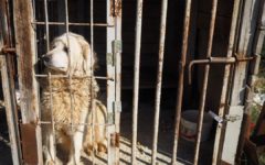 Maremma Sheepdog in a small cage at Dajti mountain resort in Tirana, Albania