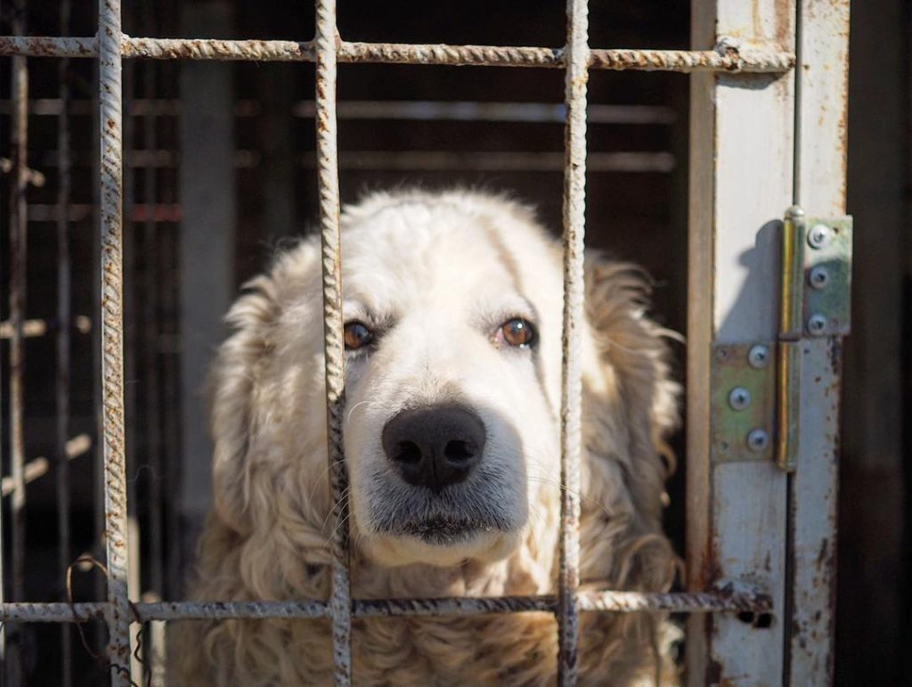 A very large white Italian sheepdog called a Marrema in a filty small cage at a mountain resort