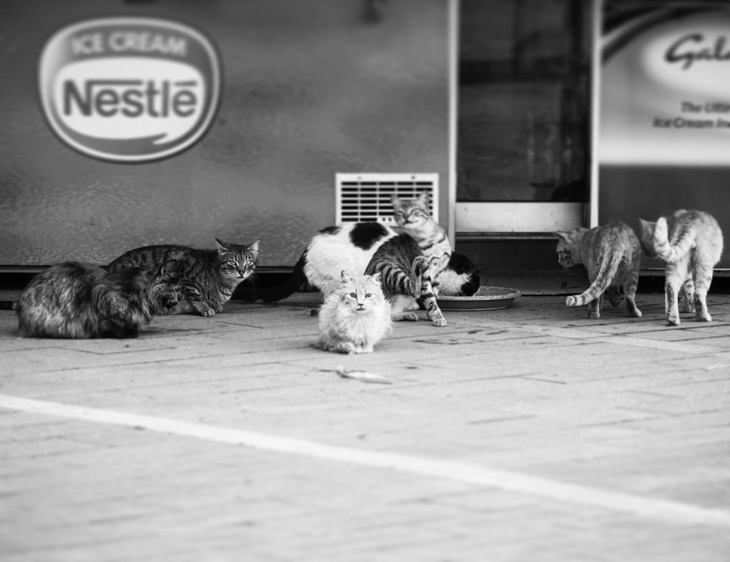 a large group of stray cats being fed by a local business each morning