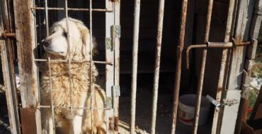 Maremma Sheepdog in a small cage at Dajti mountain resort in Tirana, Albania