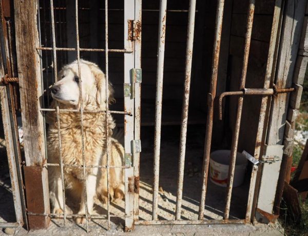 Maremma Sheepdog in a small cage at Dajti mountain resort in Tirana, Albania